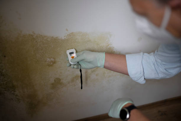 Best Attic Mold Removal  in Carey, ID