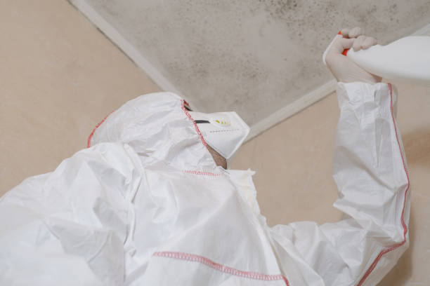 Best Toxic Mold Removal  in Carey, ID
