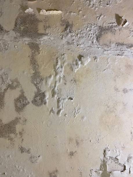 Best Commercial Mold Removal  in Carey, ID