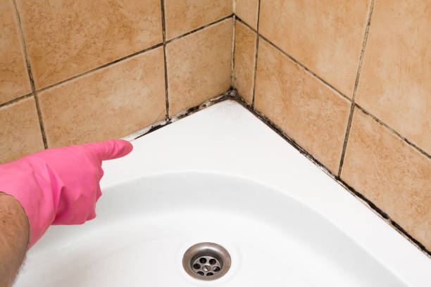 Professional Mold Removal in Carey, ID