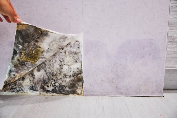Best Crawl Space Mold Removal  in Carey, ID